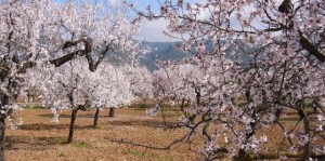 almonds growing in Mallorca.